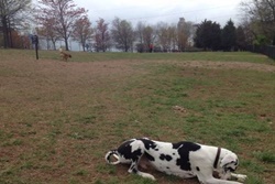 dog park in mammoth, calif