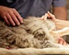 Peachtree Hills Animal Hospital, vets in Atlanta, Atlanta veterinarians